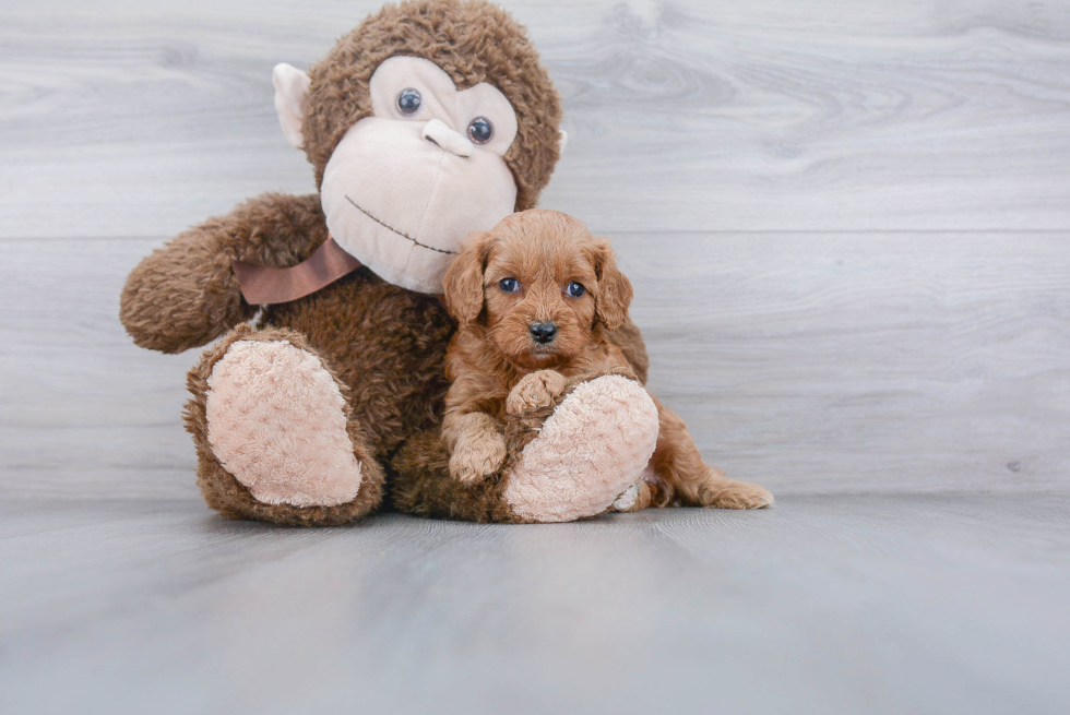 Popular Cavapoo Poodle Mix Pup