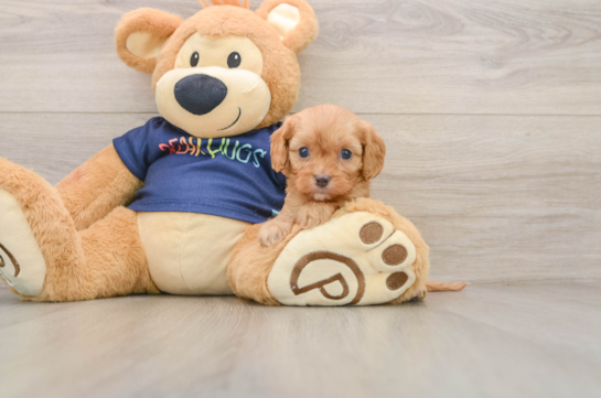 Cavapoo Pup Being Cute