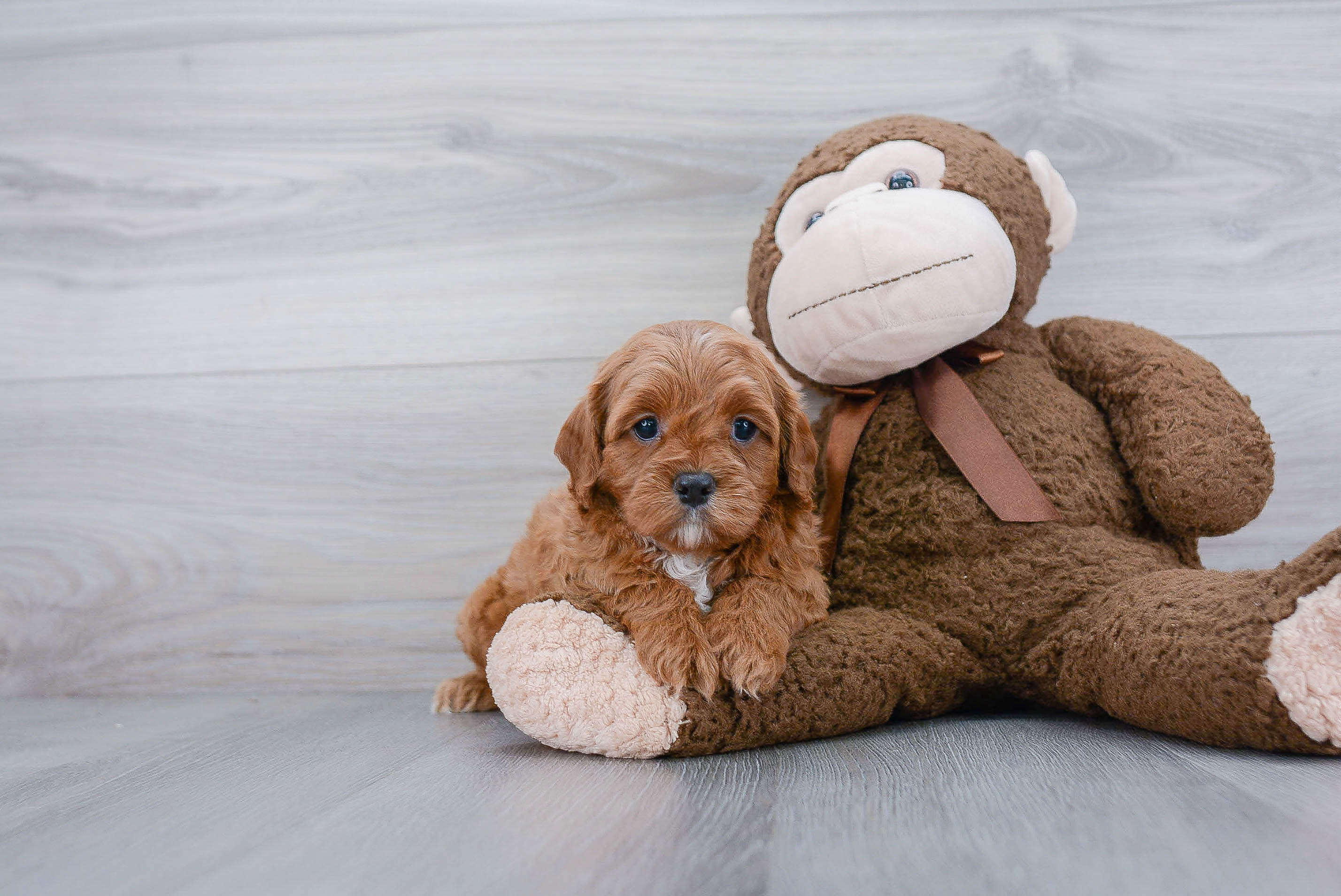 Petite Cavapoo Poodle Mix Pup