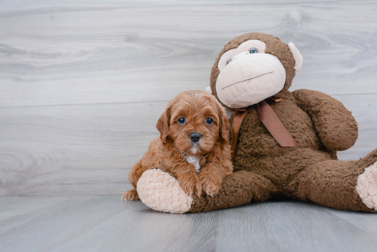 Petite Cavapoo Poodle Mix Pup