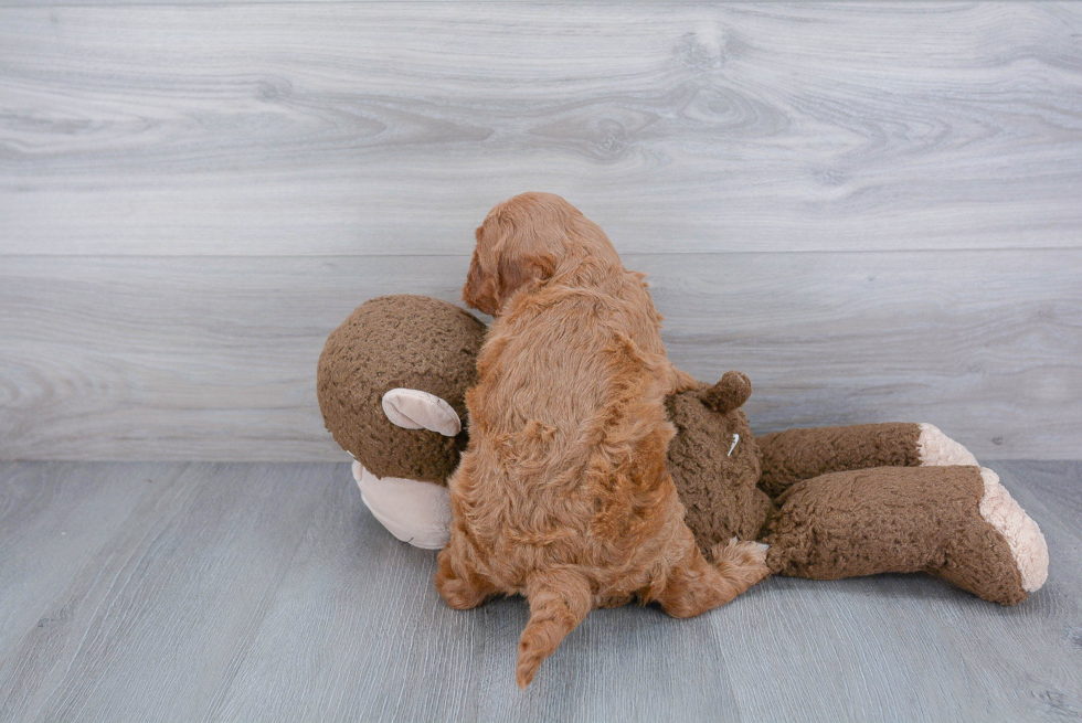 Petite Cavapoo Poodle Mix Pup