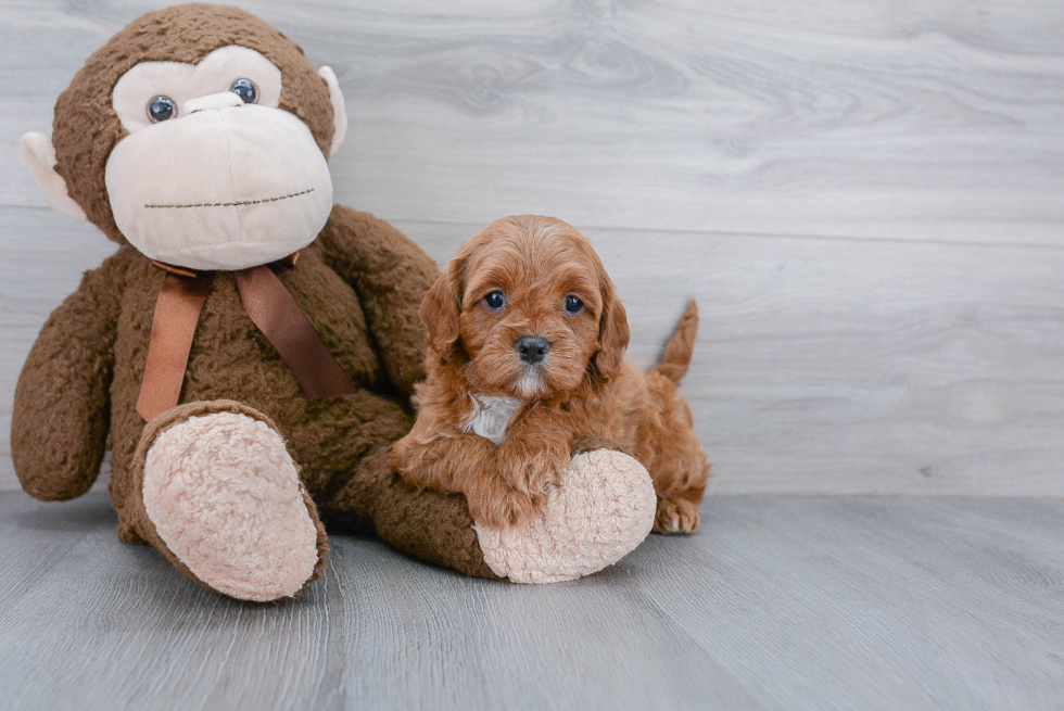 Popular Cavapoo Poodle Mix Pup