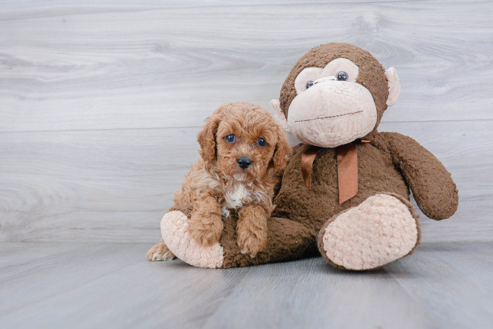 Cavapoo Pup Being Cute