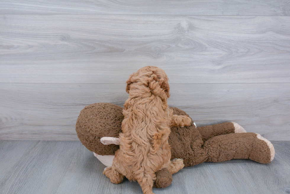 Cavapoo Puppy for Adoption