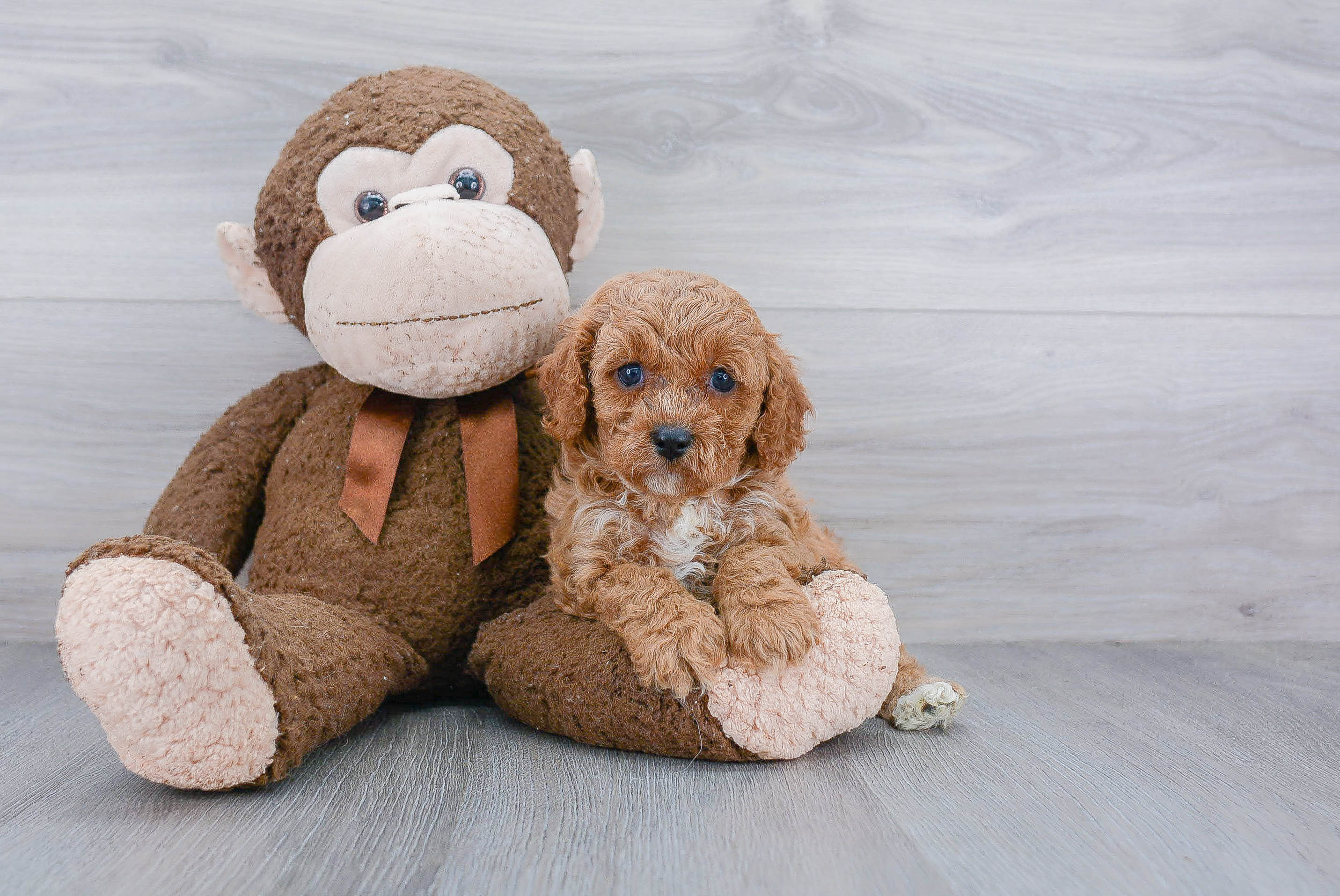 Popular Cavapoo Poodle Mix Pup