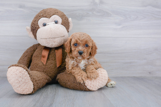 Popular Cavapoo Poodle Mix Pup