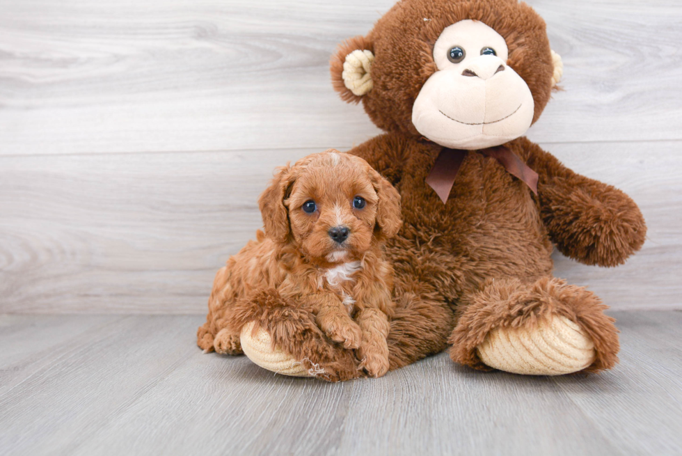 Playful Cavoodle Poodle Mix Puppy