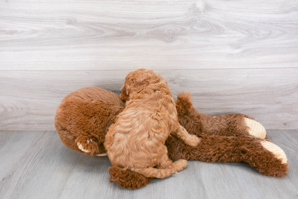 Smart Cavapoo Poodle Mix Pup