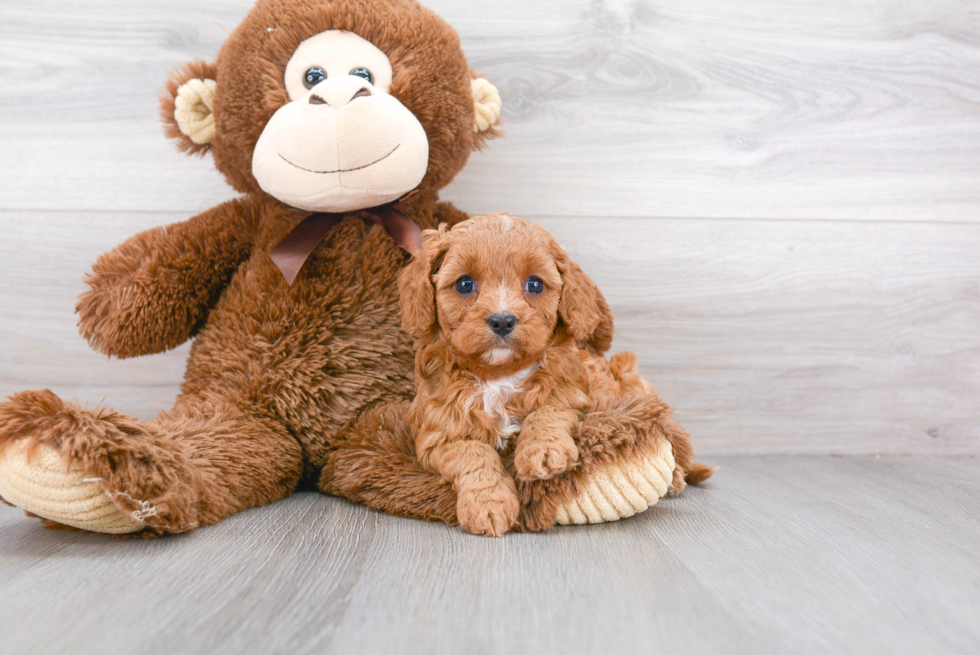 Best Cavapoo Baby