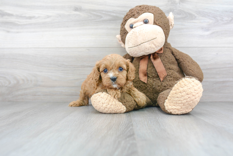 Adorable Cavoodle Poodle Mix Puppy