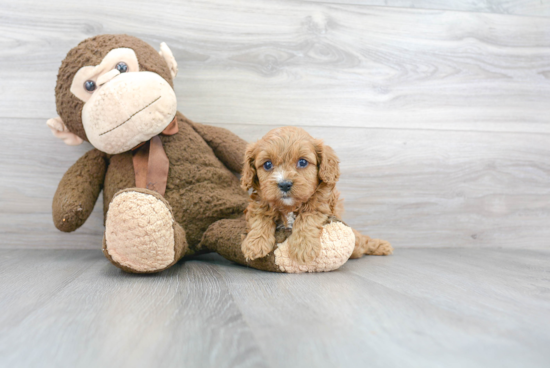 Best Cavapoo Baby