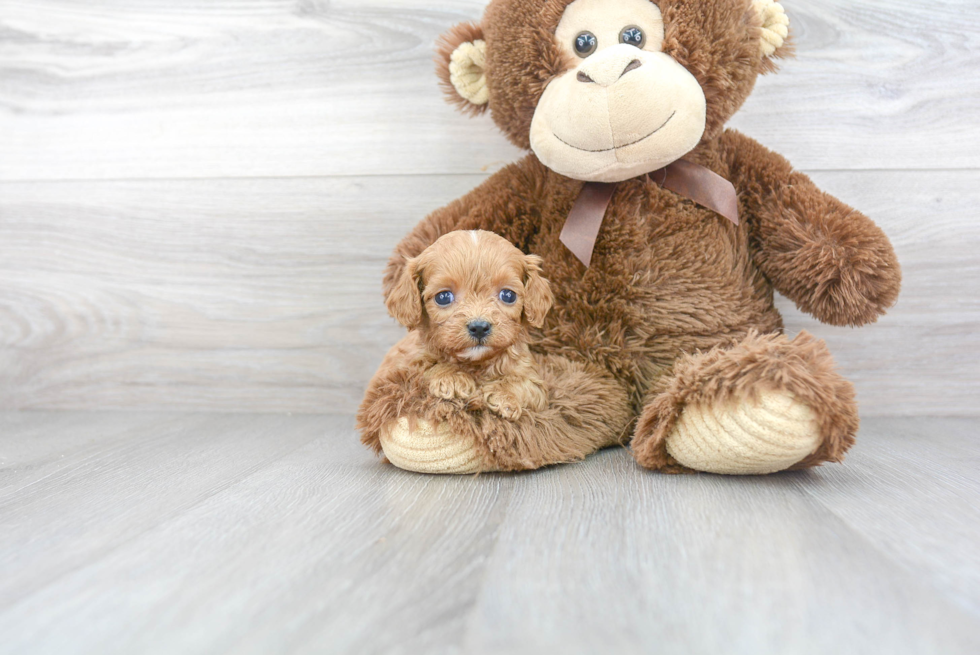 Cavapoo Puppy for Adoption