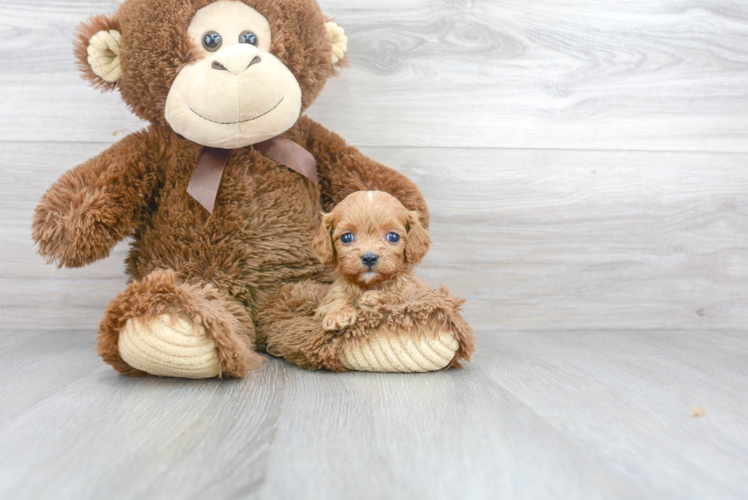 Smart Cavapoo Poodle Mix Pup