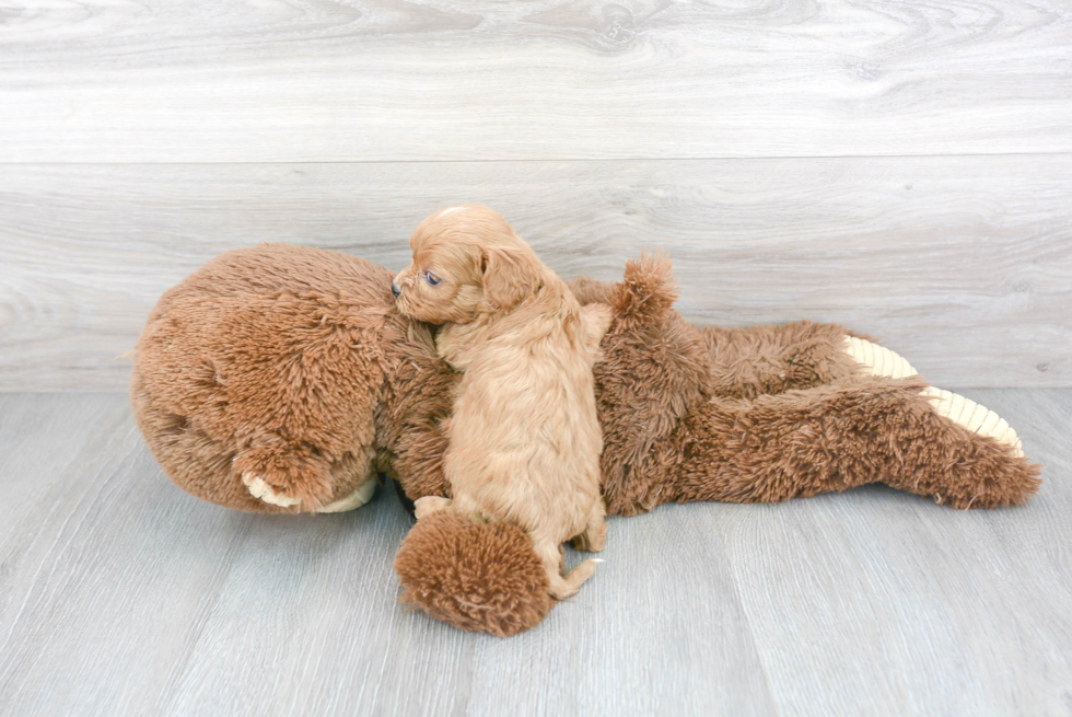 Cavapoo Pup Being Cute