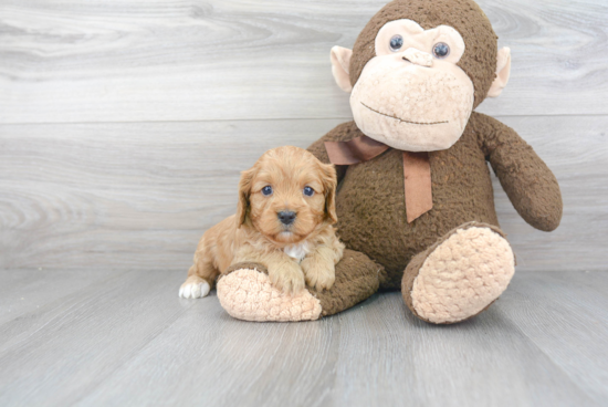 Cavapoo Puppy for Adoption