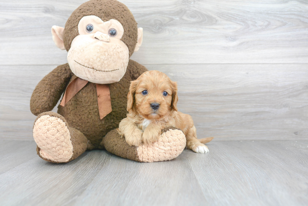 Petite Cavapoo Poodle Mix Pup