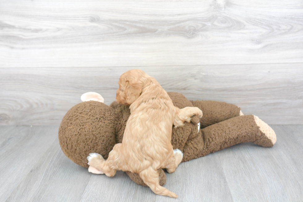 Cavapoo Pup Being Cute