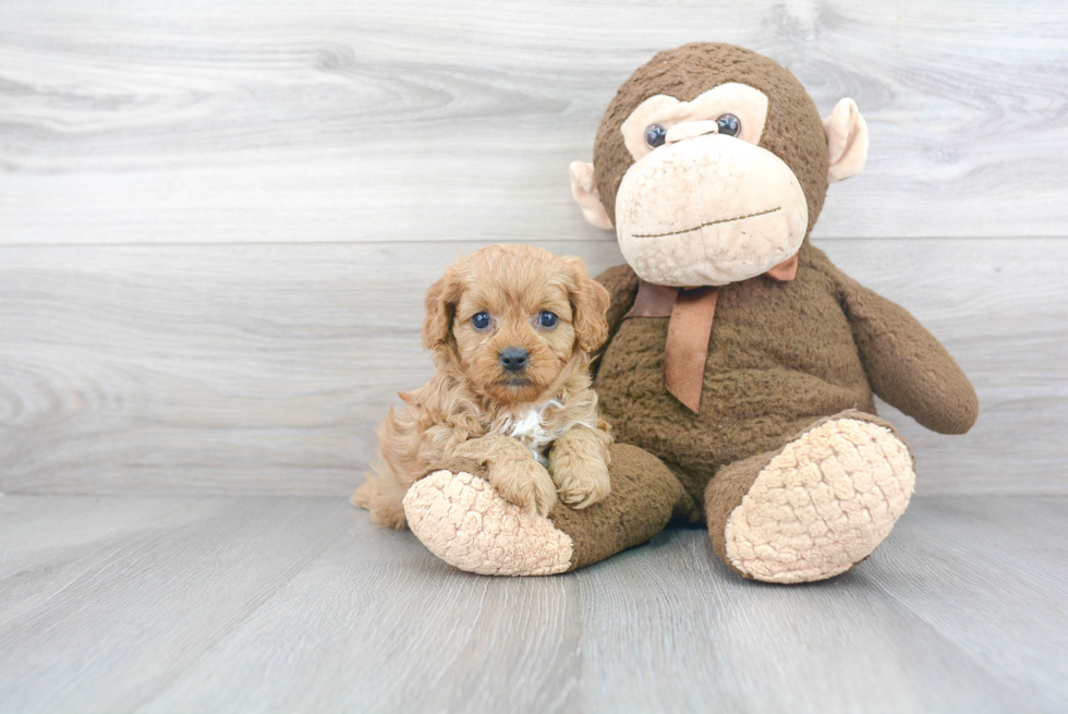 Best Cavapoo Baby