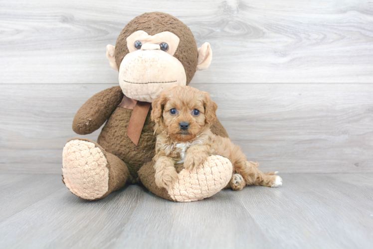 Cavapoo Puppy for Adoption