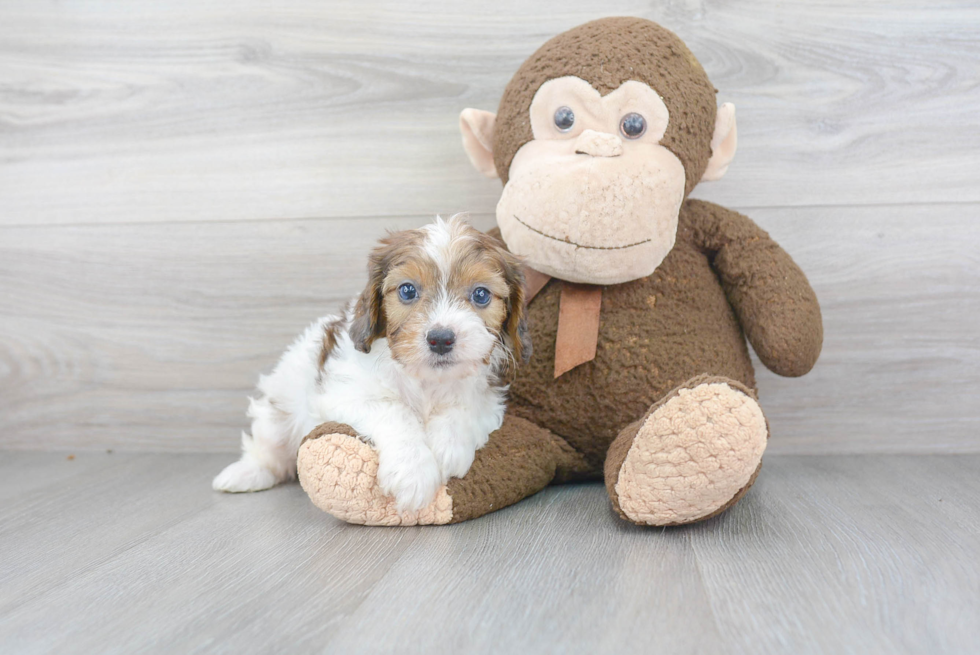 Adorable Cavoodle Poodle Mix Puppy