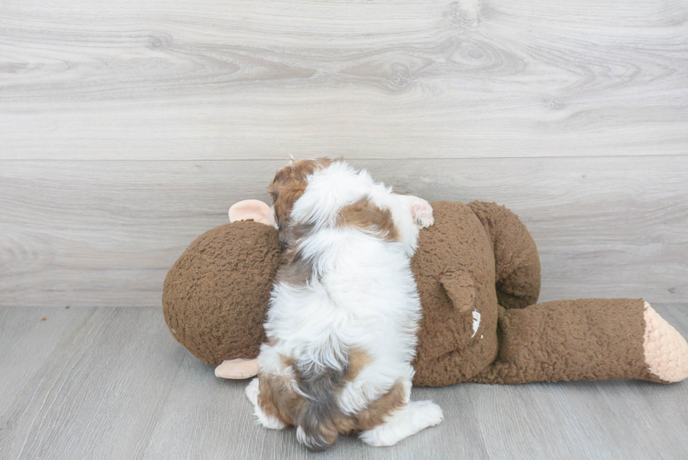 Energetic Cavoodle Poodle Mix Puppy