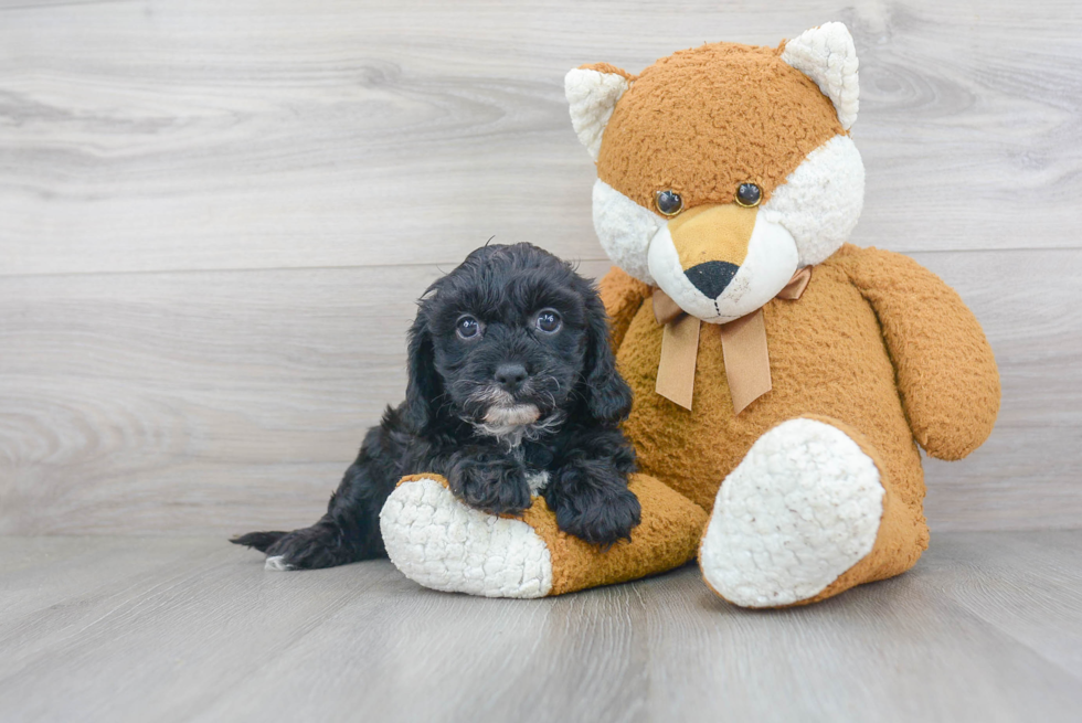 Petite Cavapoo Poodle Mix Pup