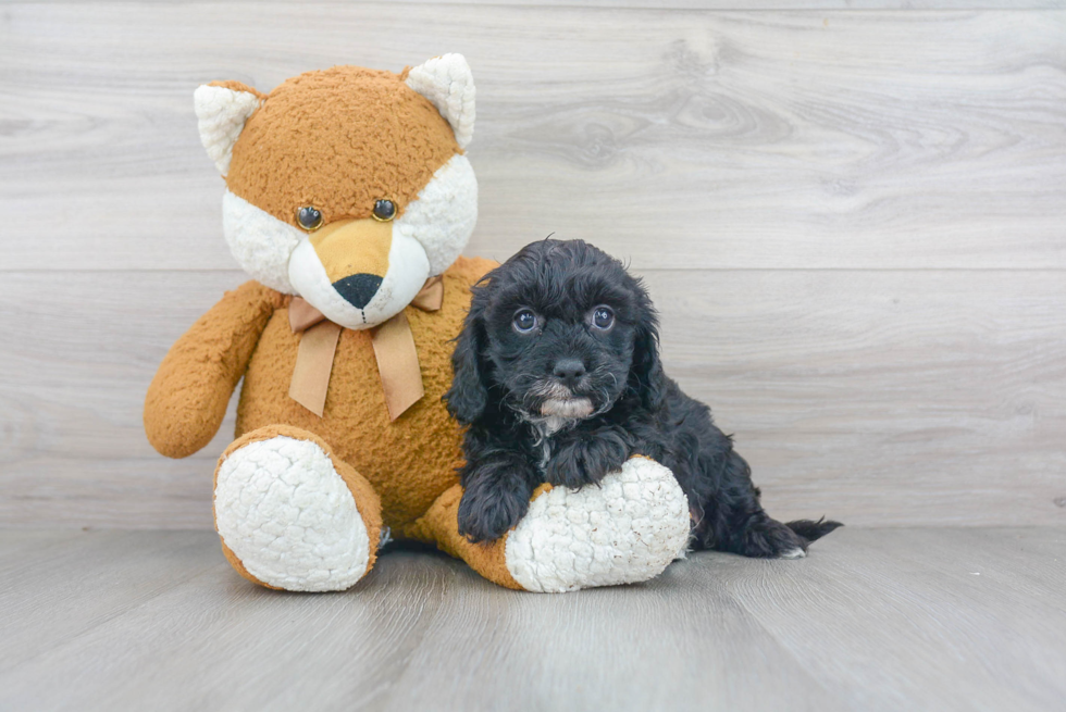 Best Cavapoo Baby