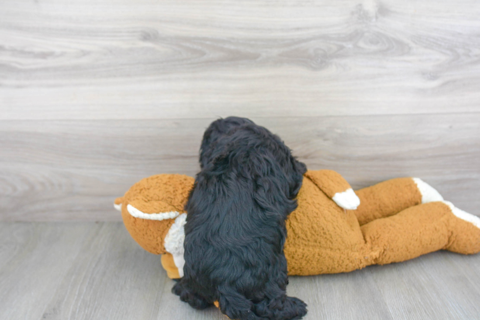 Playful Cavoodle Poodle Mix Puppy