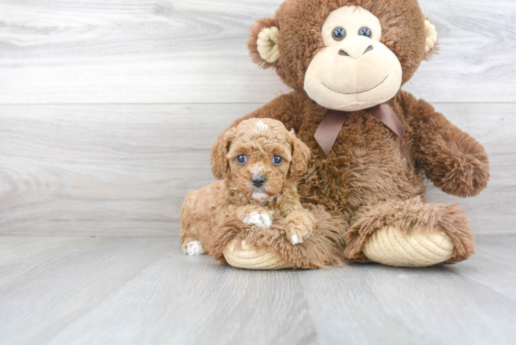 Adorable Cavoodle Poodle Mix Puppy