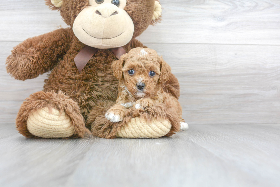 Petite Cavapoo Poodle Mix Pup