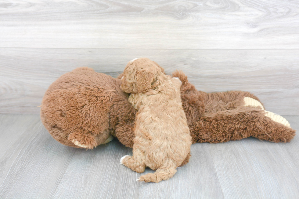 Cute Cavapoo Baby