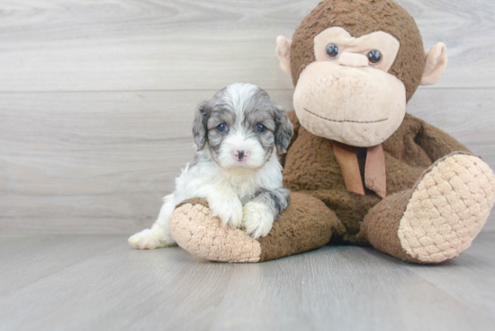 Little Cavoodle Poodle Mix Puppy