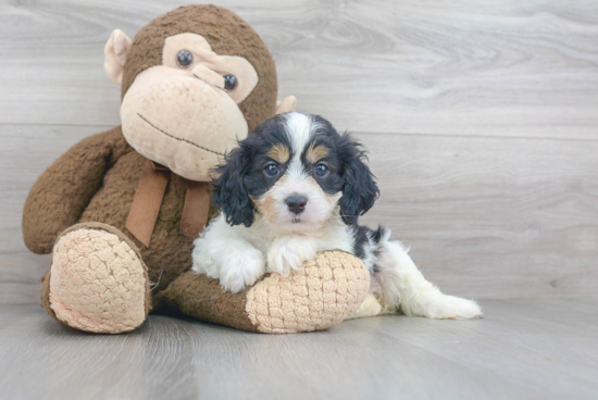 Best Cavapoo Baby