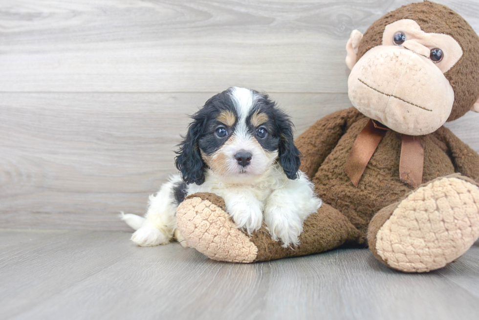 Funny Cavapoo Poodle Mix Pup