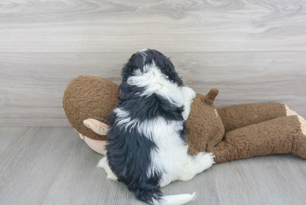 Cavapoo Pup Being Cute