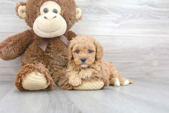 Cavapoo Pup Being Cute