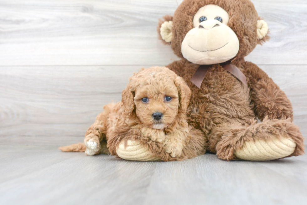 Cavapoo Pup Being Cute