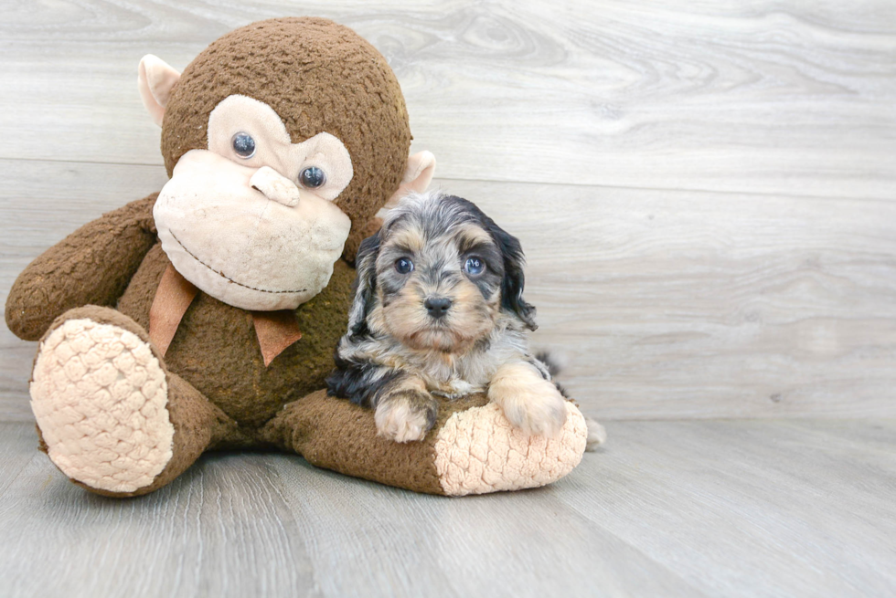 Funny Cavapoo Poodle Mix Pup