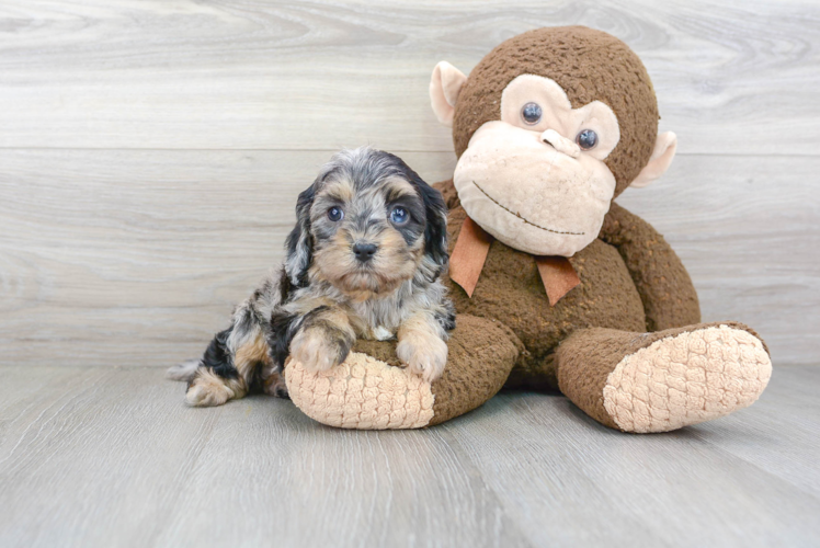 Cavapoo Puppy for Adoption