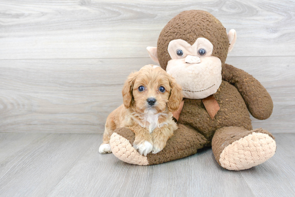 Best Cavapoo Baby