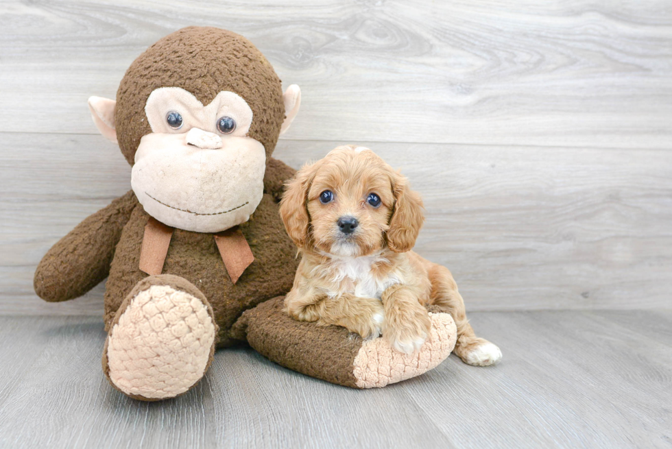 Best Cavapoo Baby