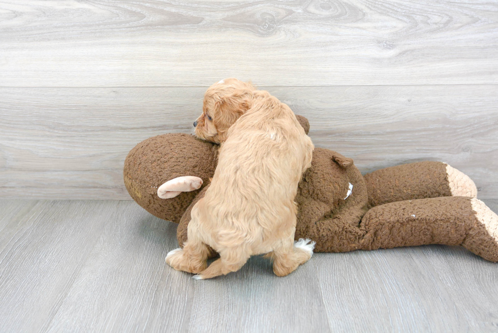 Playful Cavoodle Poodle Mix Puppy