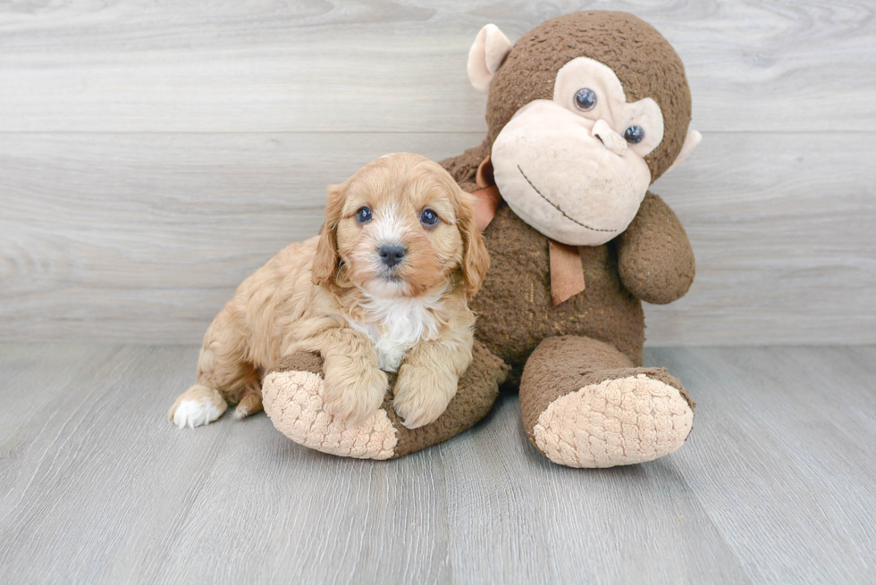 Friendly Cavapoo Baby