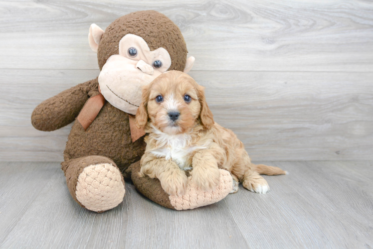 Cavapoo Pup Being Cute