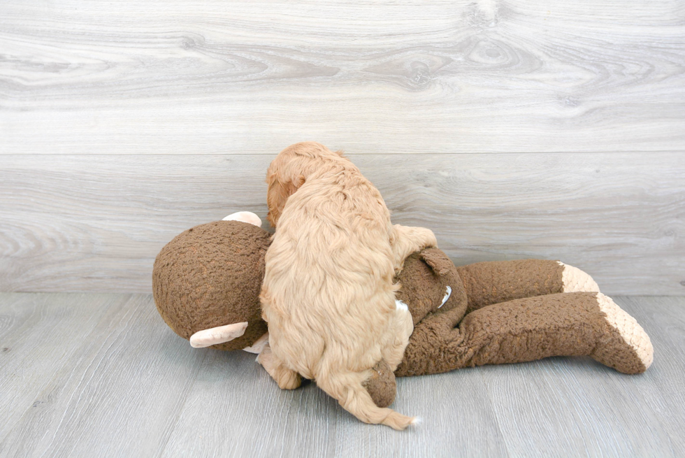 Happy Cavapoo Baby