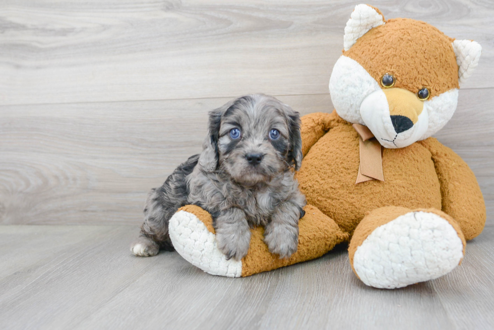 Cavapoo Puppy for Adoption