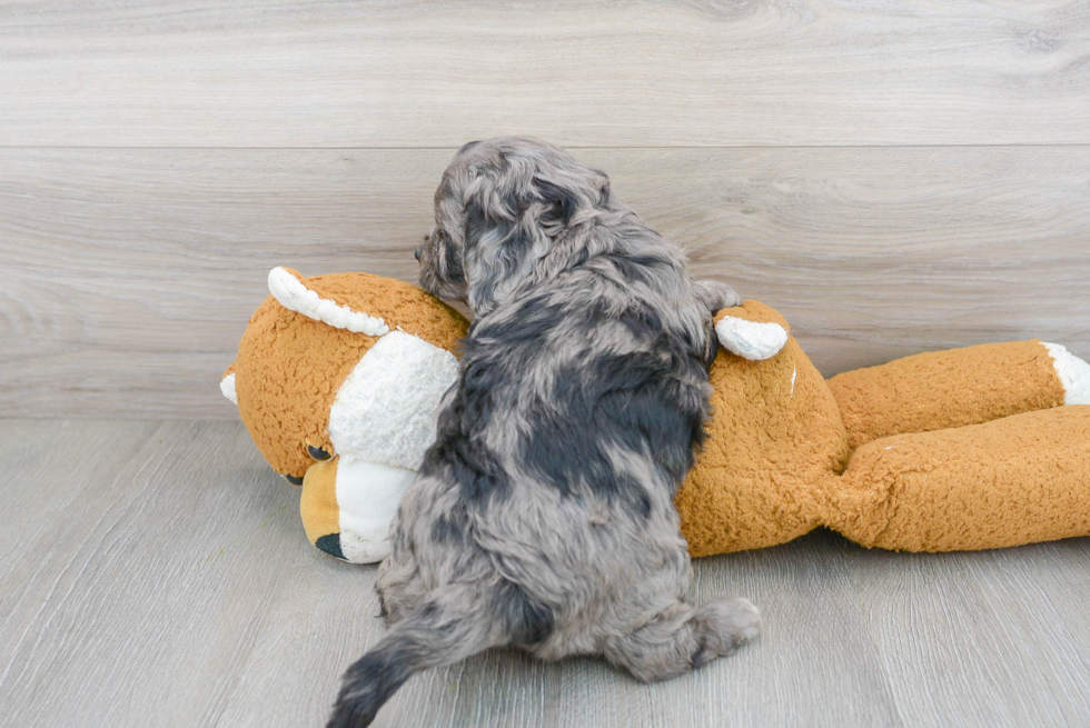 Cavapoo Pup Being Cute