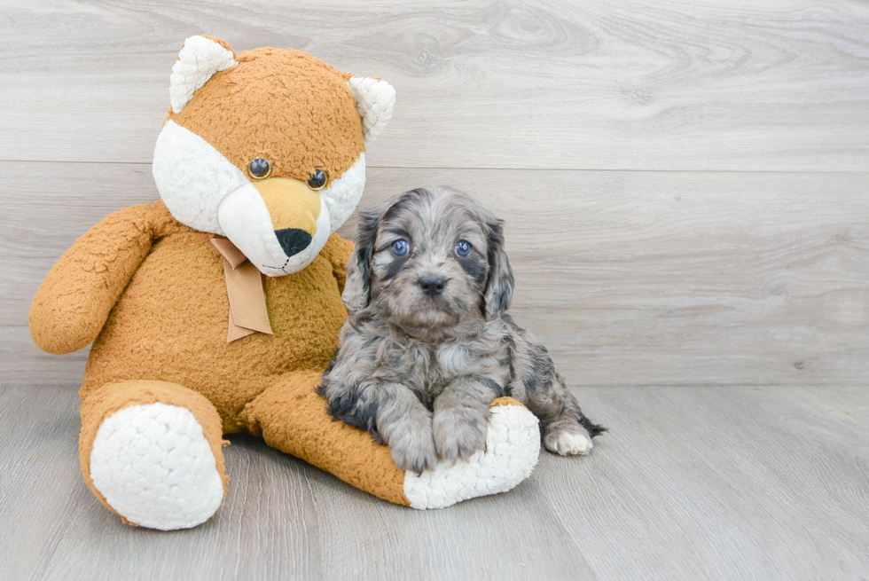 Funny Cavapoo Poodle Mix Pup