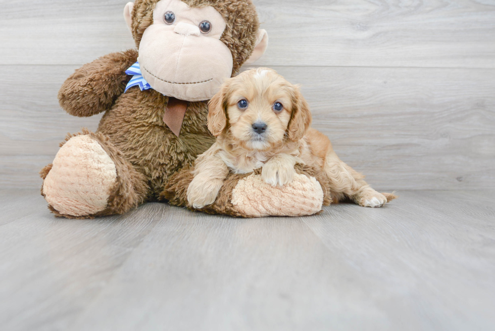 Cavapoo Pup Being Cute