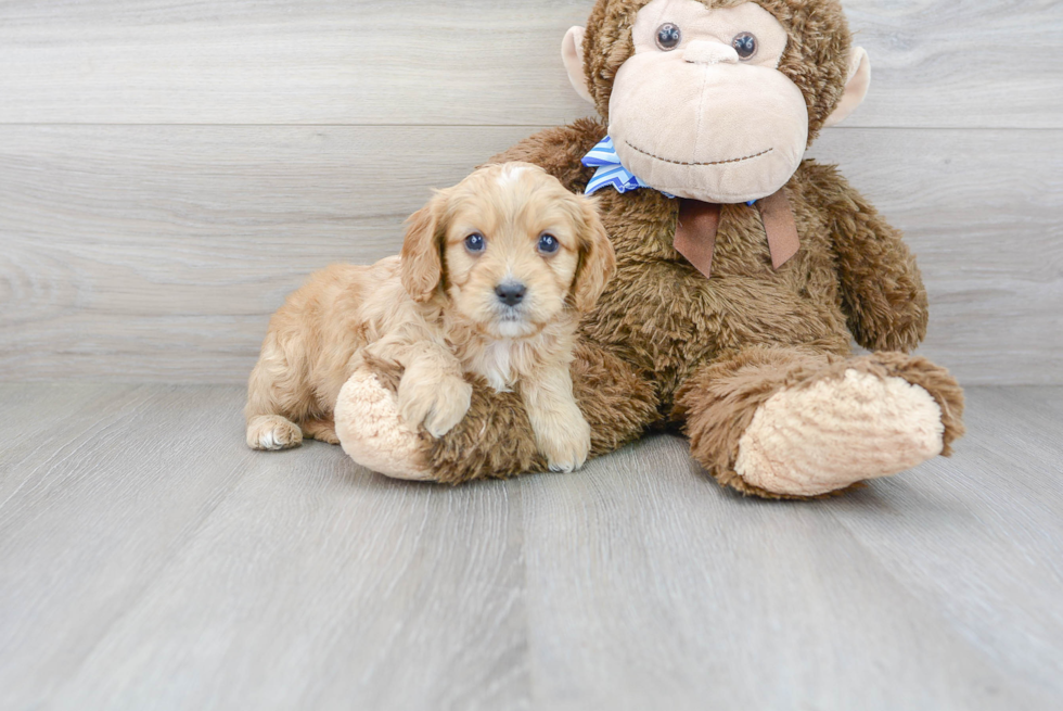 Cavapoo Puppy for Adoption